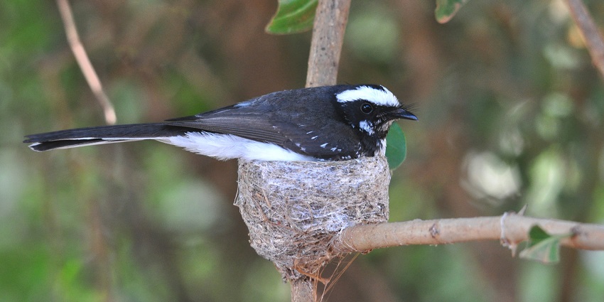 Image of a white-browed fantail perched on a branch in a lush green sanctuary.