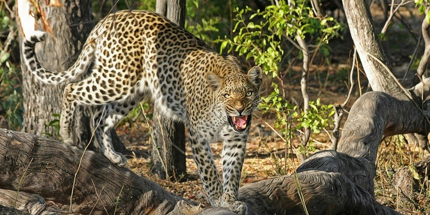 Beautiful snapshot of a clouded leopard roaming in the wildlife of Dampha National Park