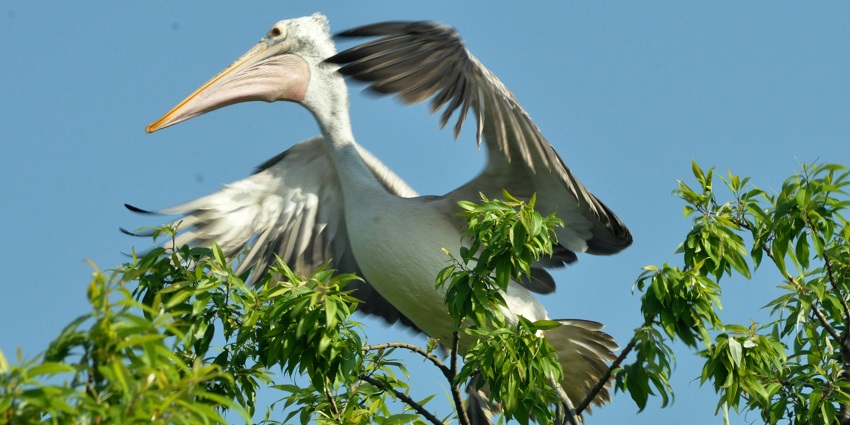 A white pelican perched on a tree branch, surrounded by lush green leaves and a clear blue sky.