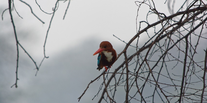Sultanpur National Park has many birds including the white-throated kingfisher.
