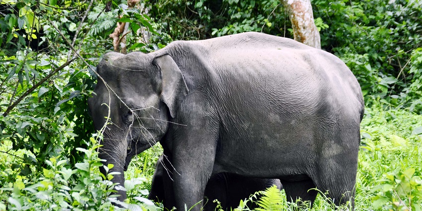A wild elephant gazing inside the deep forest of Nameri National Park, reflects wildlife.