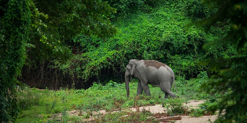 Phuket Elephant Sanctuary is one of the best places to visit in Phuket with family