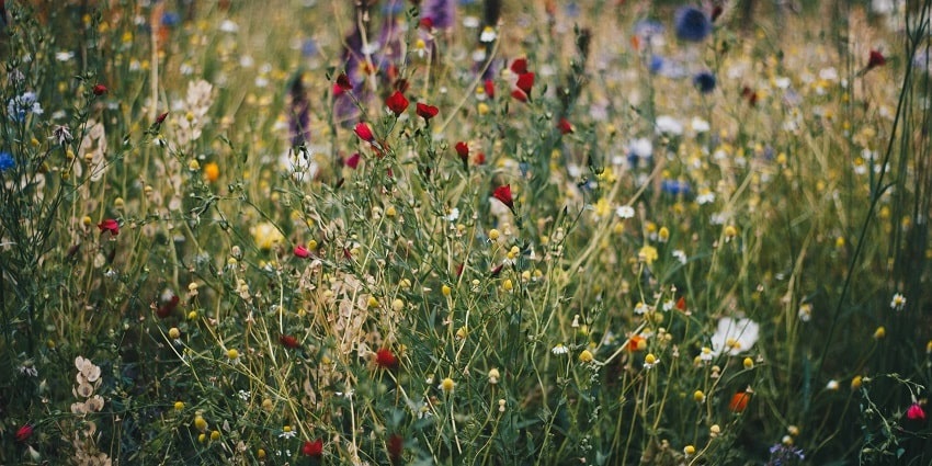 A breathtaking view of a valley with colourful flowers surrounded by lush greenery.