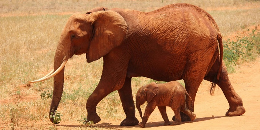 A wild elephant having its relaxing time with its little baby elephant.