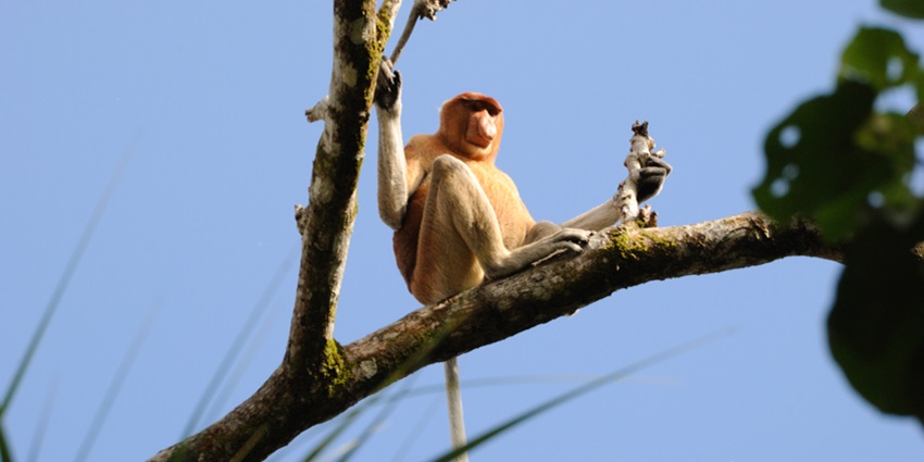 Bako National Park has ample wildlife to witness, one of which is the Proboscis monkey.