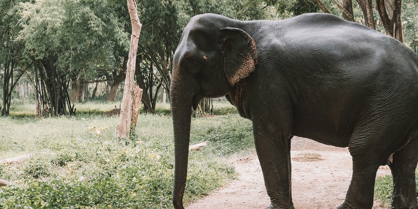 Bond with the elephants at the Nokrek National Park on your trip to Meghalaya, India.