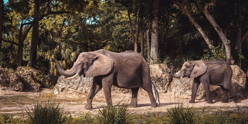 A snapshot of the wild elephants in the Bherjan Bokajan Padumoni Wildlife Sanctuary