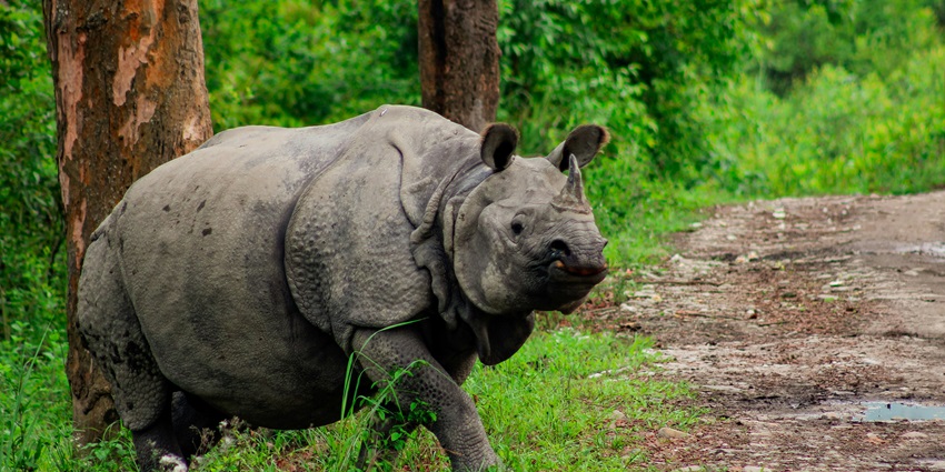 Explore a wide range of wildlife at the Pobitora Wildlife Sanctuary located in Morigaon.