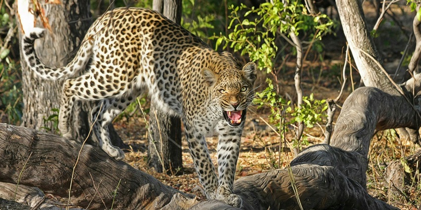 Scenic snapshot of a wild leopard which is spotted in its natural habitat of forest