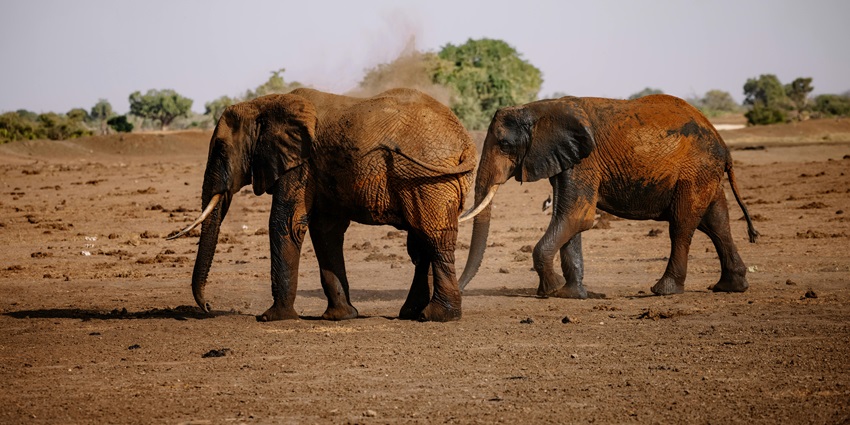 Image of Elephants Walking on Dry Land - enjoy wildlife safari at the Idukki National Parks