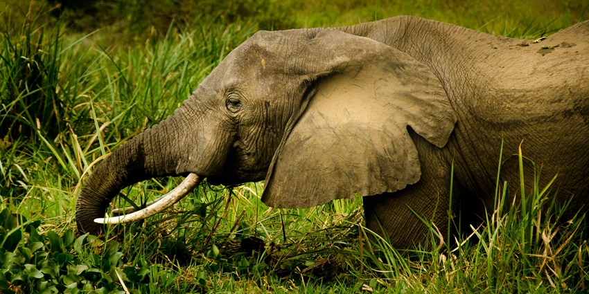 Explore the diverse wildlife and lush surroundings at the Munnar Wildlife Sanctuary.