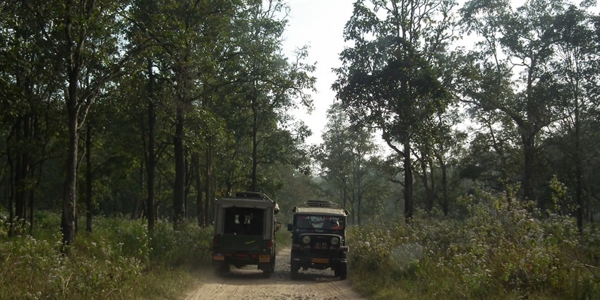 A beautiful snap taken during the wildlife safari in the jeep in the wildlife sanctuary