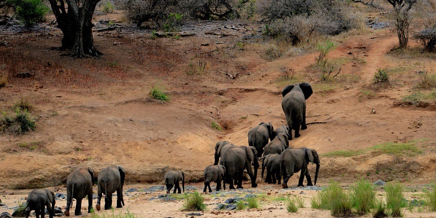 Scenic snapshot of a group of wild elephants in the Marat Longri Wildlife Sanctuary