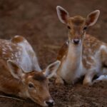 A deer laying on top of a dry grassland in a wildlife sanctuary during the daytime.