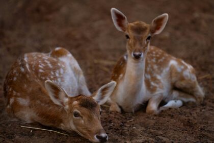 A deer laying on top of a dry grassland in a wildlife sanctuary during the daytime.