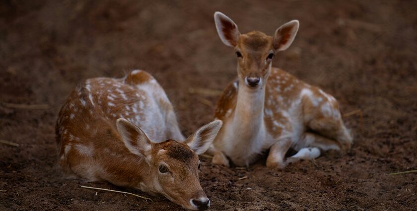 A deer laying on top of a dry grassland in a wildlife sanctuary during the daytime.