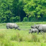 Beautiful snapshot of a group of Rhino’s in the protected Natural habitat, Assam