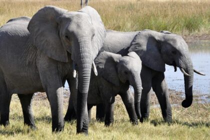 Witness the diverse flora and fauna at this famous wildlife sanctuary of Kerala.