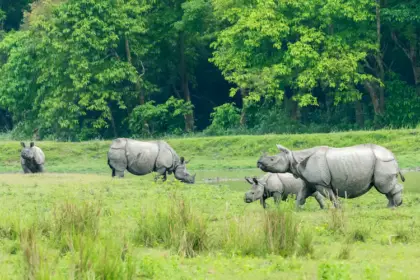 Beautiful snapshot of a group of Rhino’s in the protected Natural habitat, Assam