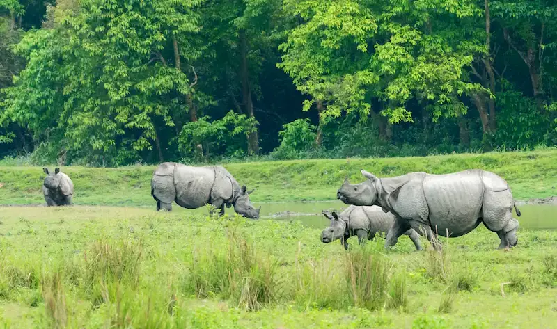 Beautiful snapshot of a group of Rhino’s in the protected Natural habitat, Assam