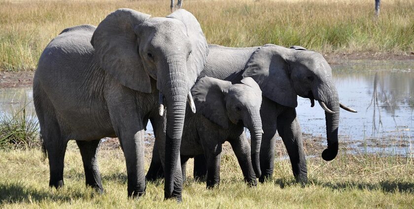 Witness the diverse flora and fauna at this famous wildlife sanctuary of Kerala.