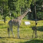 A view of a giraffe surrounded by tall trees at the tourist spot, Himachal Pradesh.