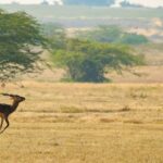 A deer running on the sprawling grounds of the tourist attraction of the region.