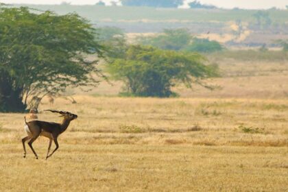 A deer running on the sprawling grounds of the tourist attraction of the region.