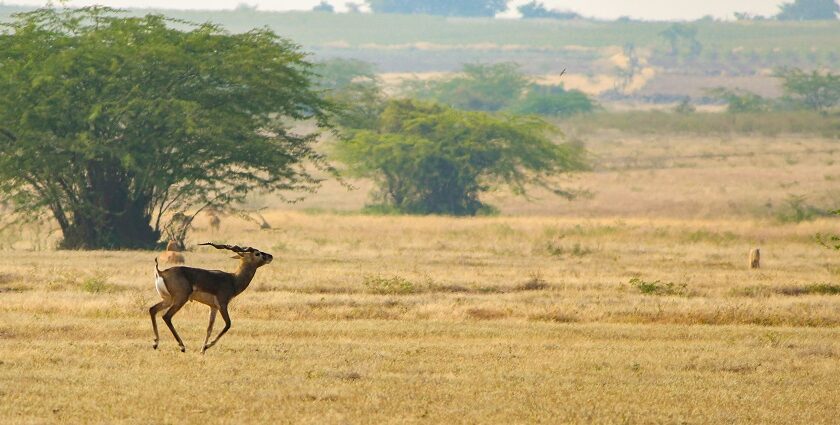 A deer running on the sprawling grounds of the tourist attraction of the region.