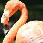 A stunning close-up view of a pink flamingo with yellow eyes during the daytime.