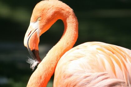 A stunning close-up view of a pink flamingo with yellow eyes during the daytime.