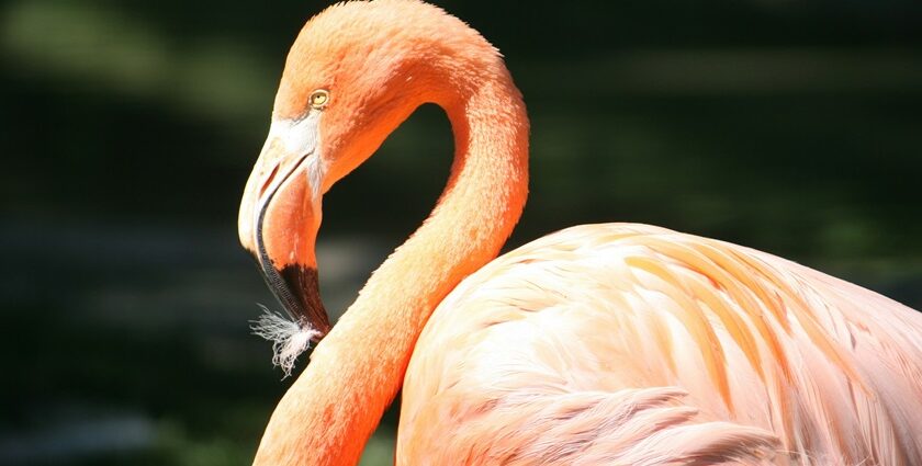 A stunning close-up view of a pink flamingo with yellow eyes during the daytime.