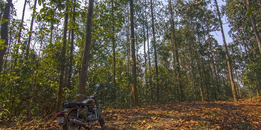 Tall trees in a wildlife sanctuary in Dibrugarh