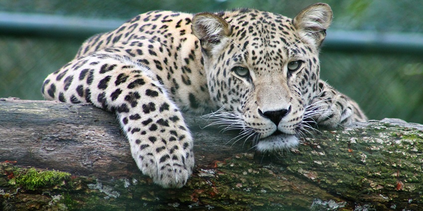 Spotting leopard at the wildlife sanctuary, one of the top things to do in Manali in June.