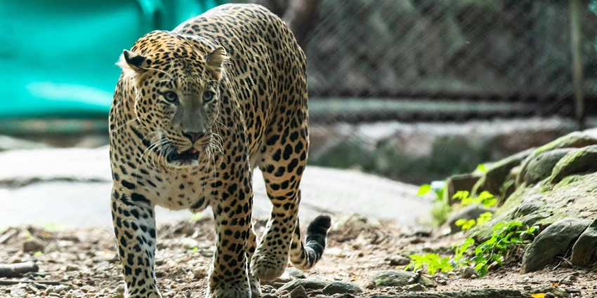 A leopard walking in natural habitat captured in jasrota wildlife sanctuary