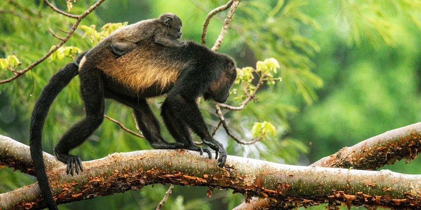 Beautiful picture of a monkey over a branch of a tree crossing with its baby on back