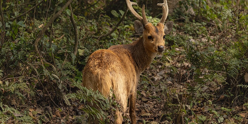 One of the best things to do at Limber wildlife Sanctuary is to spot the intriguing wildlife amidst the lush greenery