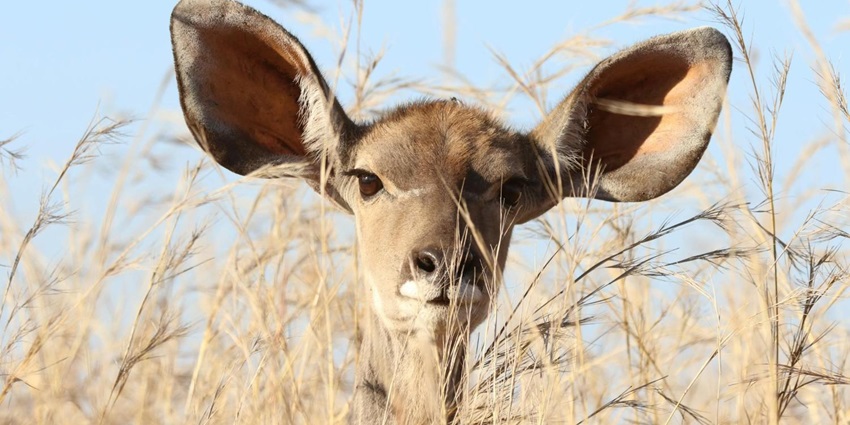 Rare creatures like deer, red panda, Himalayan tahr, etc. can be found and spotted.