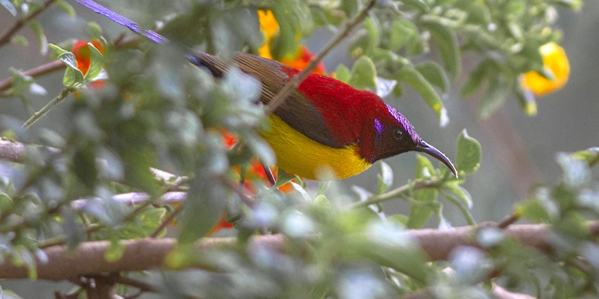 A tiny bird caught sitting on a tree branch