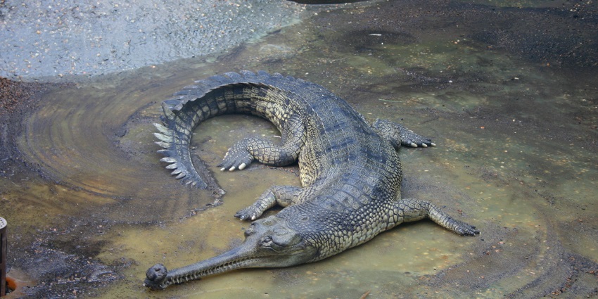National Zoological Park houses many animals such as lions, tigers, and rhinoceroses.