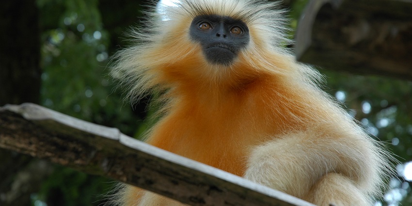 Sinemon Wildlife Sanctuary, one of the most popular wildlife sanctuaries in Mizoram, has stunning views.