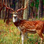 Keibul Lamjao National Park has the imperilled Sangai deer, also known as the brow-antlered deer.