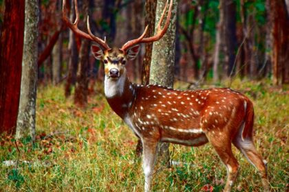 Keibul Lamjao National Park has the imperilled Sangai deer, also known as the brow-antlered deer.