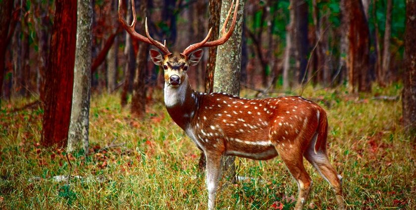 Keibul Lamjao National Park has the imperilled Sangai deer, also known as the brow-antlered deer.