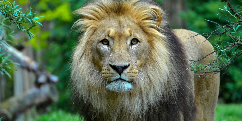 You can participate in the wildlife safari for the best views of flora and fauna.
