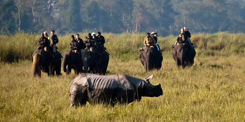 Dehing Patkai National Park provides safari with exotic animals in view in the deep forests.