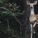 A breathtaking view of a brown deer in a forest beside a lush green plant during the day.