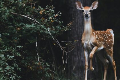 A breathtaking view of a brown deer in a forest beside a lush green plant during the day.