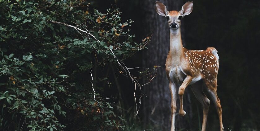 A breathtaking view of a brown deer in a forest beside a lush green plant during the day.