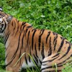 A breathtaking view of a brown and black tiger in the middle of lush green bushes.